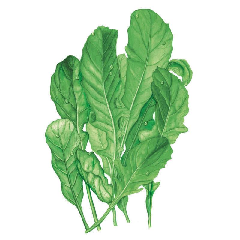 Arugula Rocket Astro Seed Packet seed packet photo