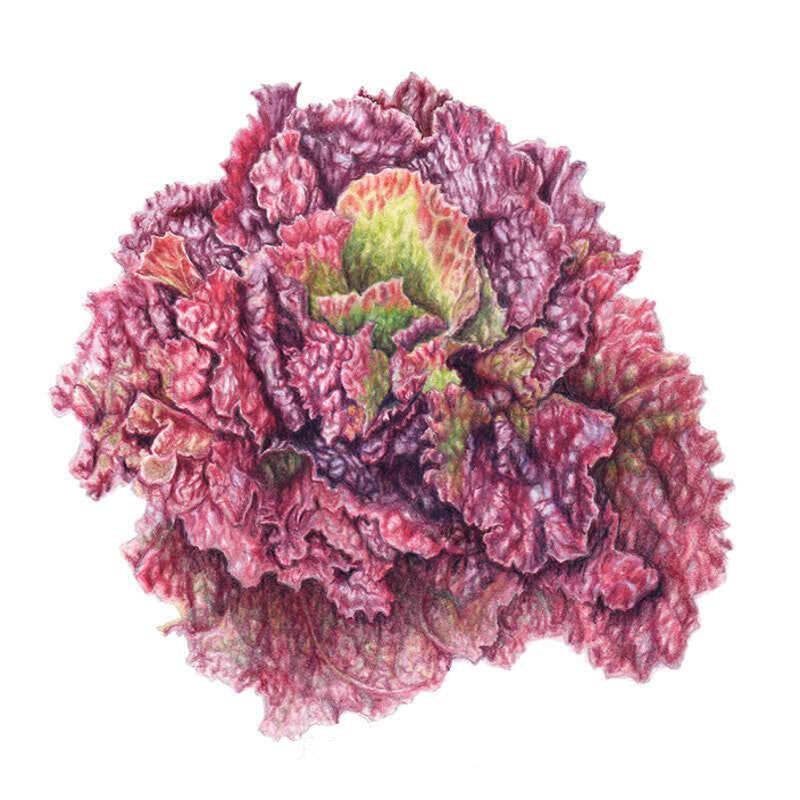 Lettuce Red Sails Seed Packet seed packet photo