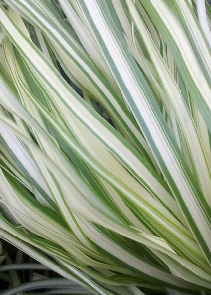 Lightining Strike Feather Reed Grass Calamagrotis x acutiflora 1gl