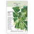 Bean Bush Jade Seed Packet seed packet photo