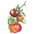 Tomato Black Krim Seed Packet seed packet photo