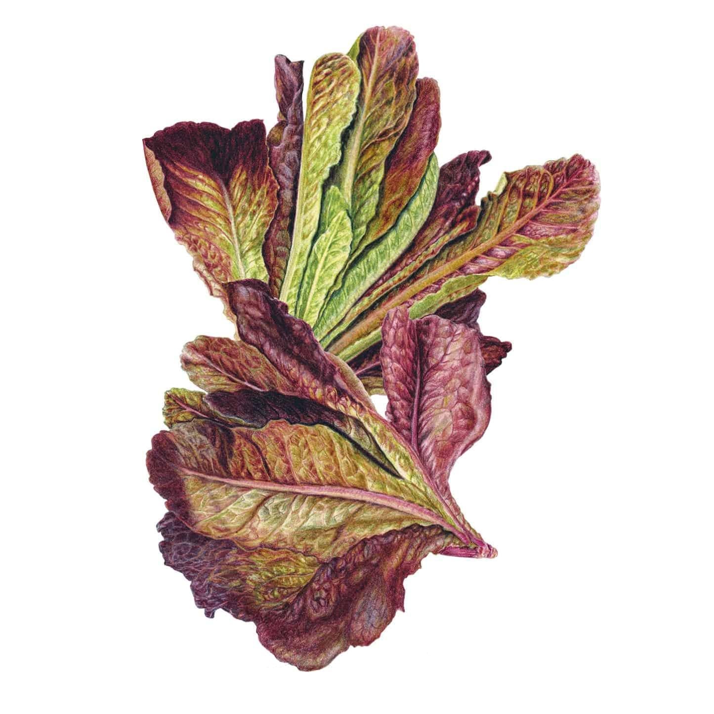 Lettuce Rouge dHiver seed packet photo