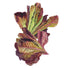 Lettuce Rouge dHiver seed packet photo