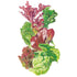 Lettuce Gourmet Baby Greens Seed Packet seed packet photo