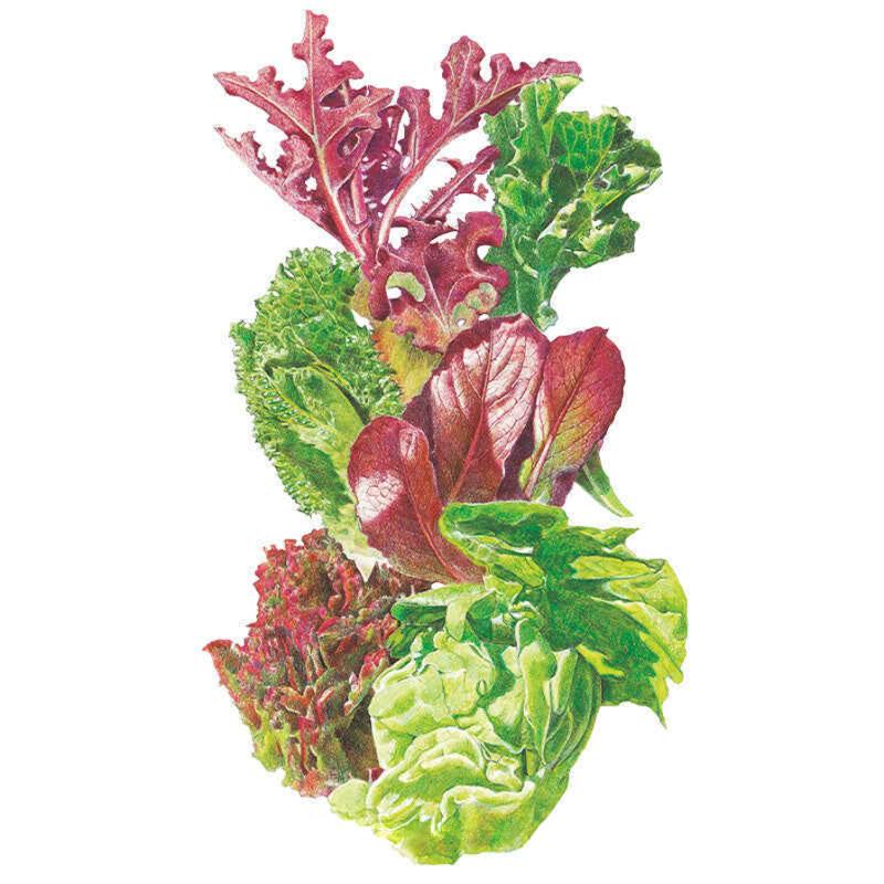 Botanical Interests Lettuce Gourmet Baby Greens Seeds 4g seed packet photo