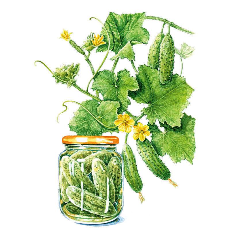 Cucumber Gherkin Hokus Seed Packet seed packet photo