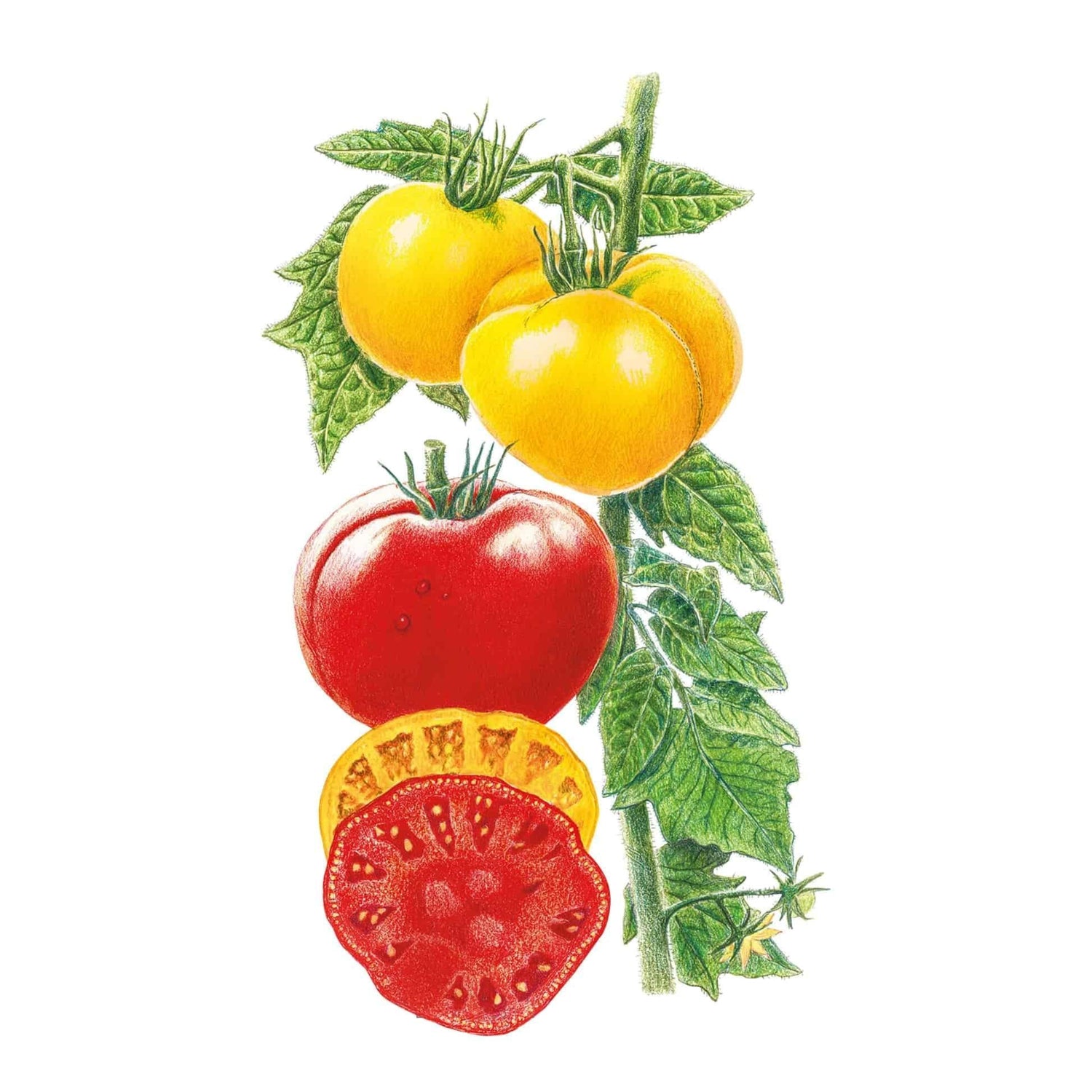 Tomato Brandywine Red &amp; Yellow Seed Packet seed packet photo
