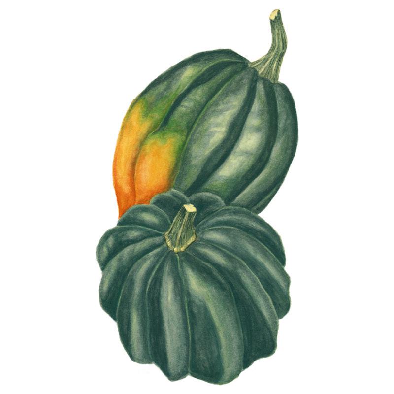 Squash Table King seed packet photo