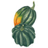 Squash Table King seed packet photo