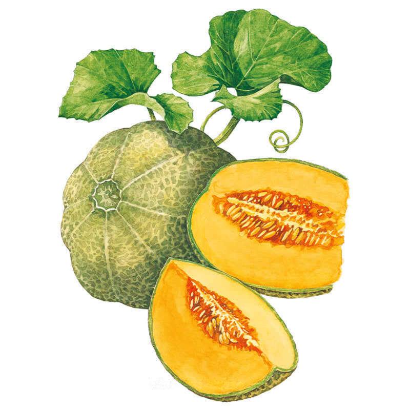 Melon Muskmelon seed packet photo