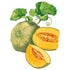 Melon Muskmelon seed packet photo