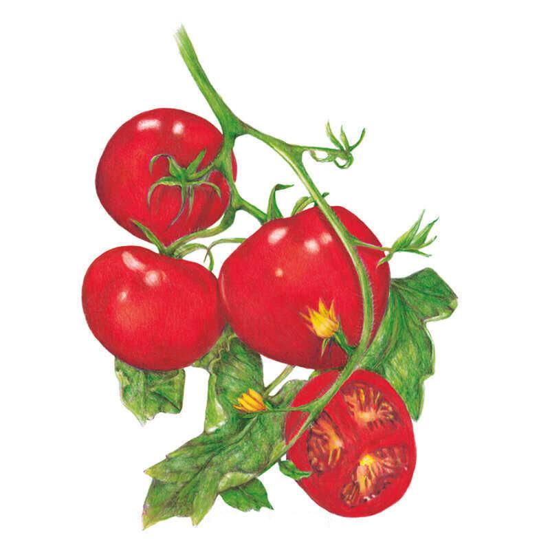 Tomato Moneymaker Seed Packet seed packet photo