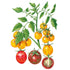 Tomato Bumble Bee Blend Seed Packet seed packet photo