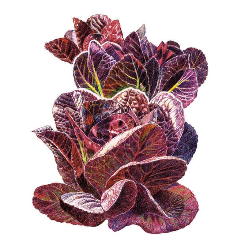 Lettuce Truchas seed packet photo