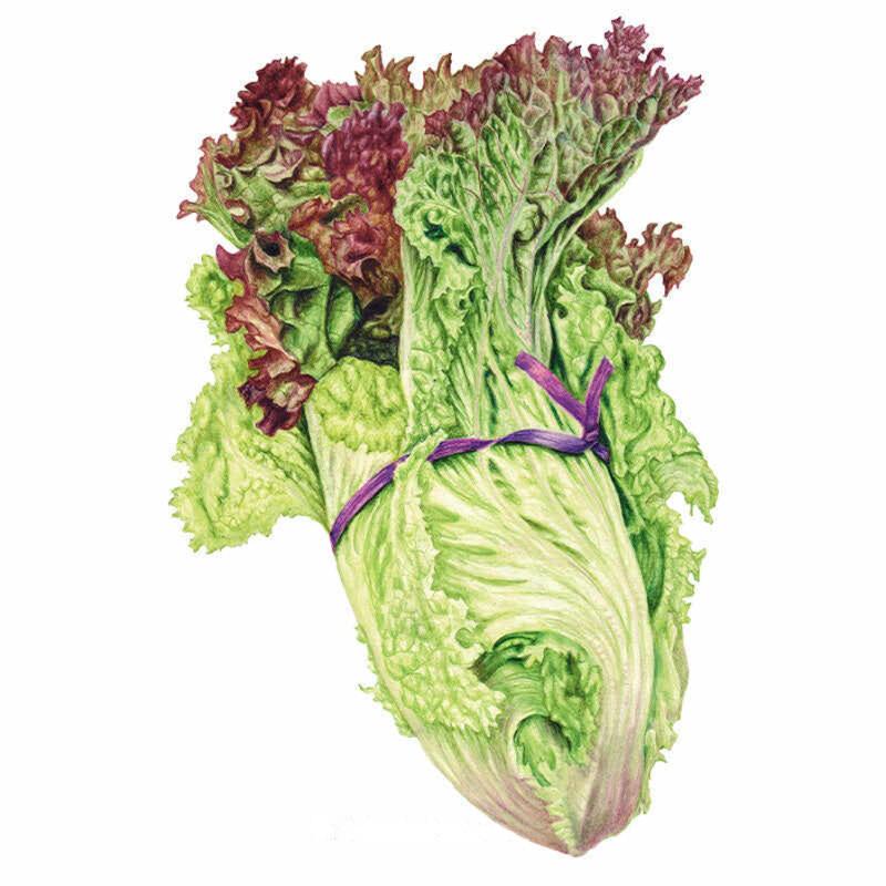 Lettuce New Red Fire Seed Packet seed packet photo