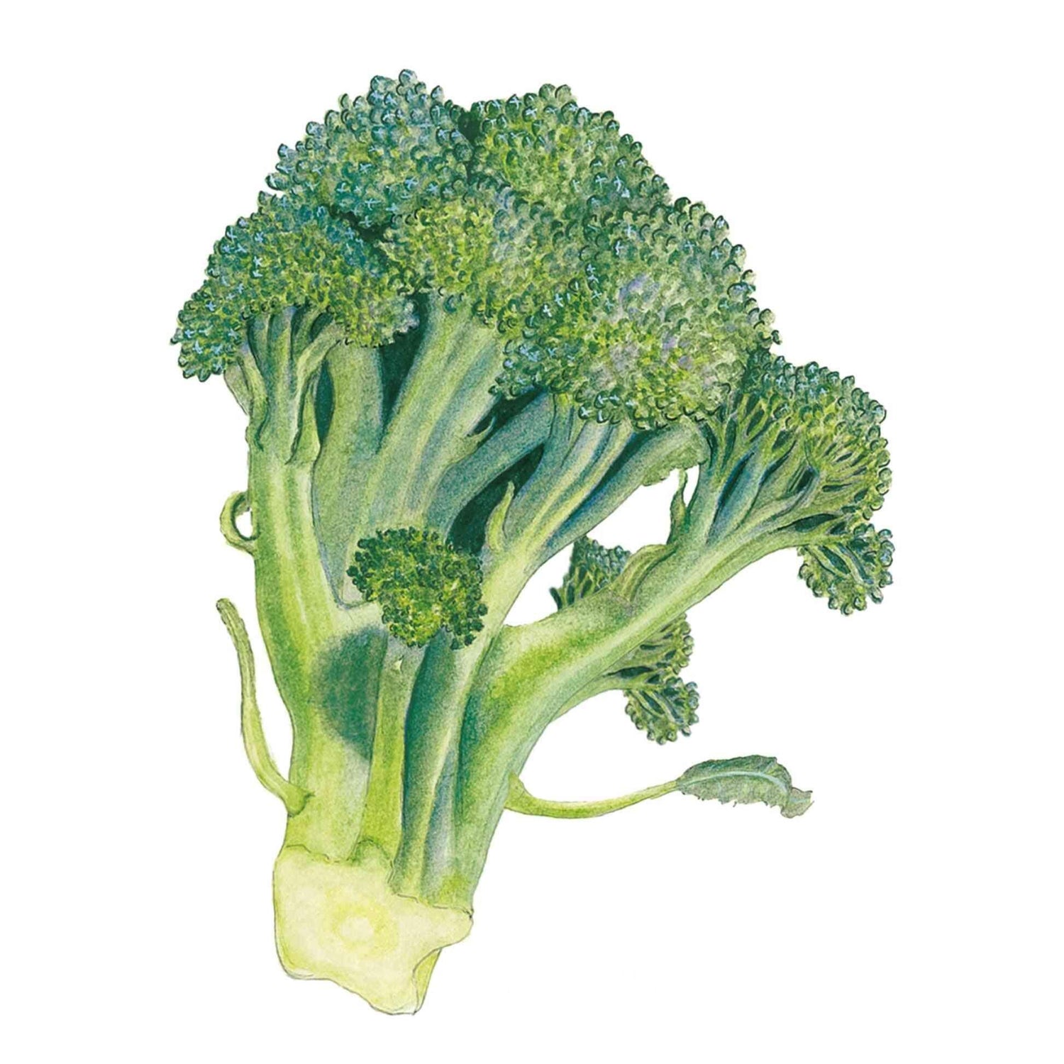 Broccoli Belstar Seed Packet seed packet photo