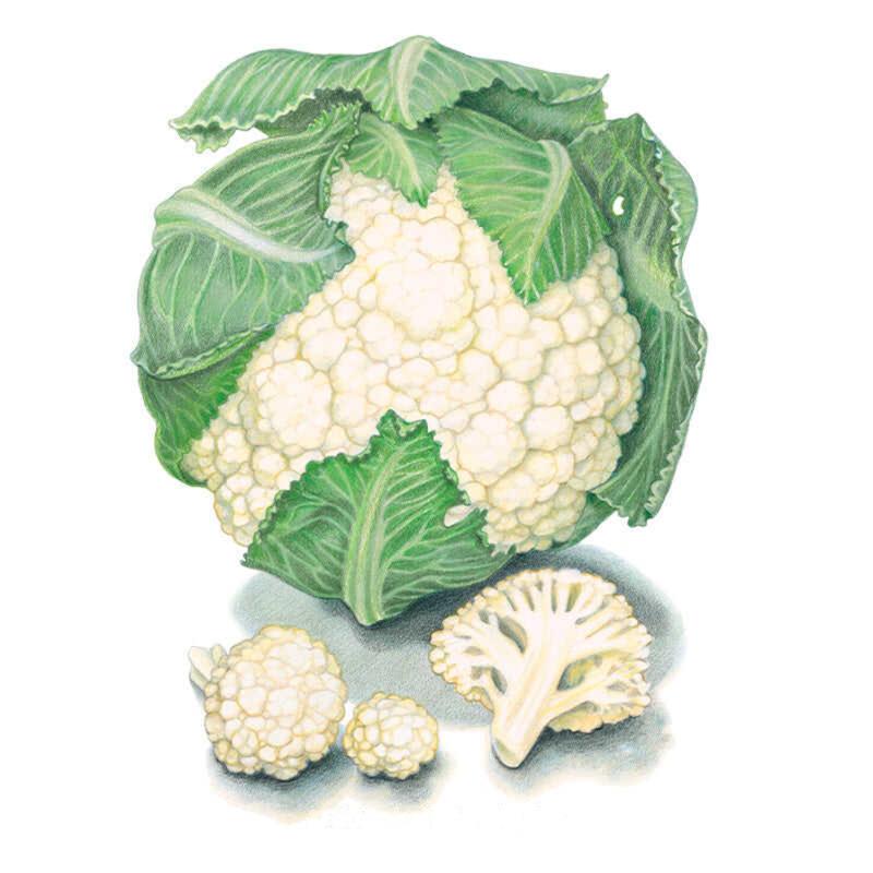 Cauliflower Snowball Y Seed Packet seed packet photo