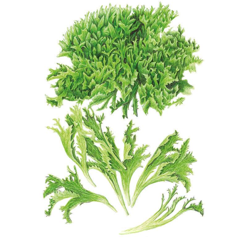 Lettuce Ezrilla Seed Packet seed packet photo