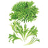 Lettuce Ezrilla Seed Packet seed packet photo
