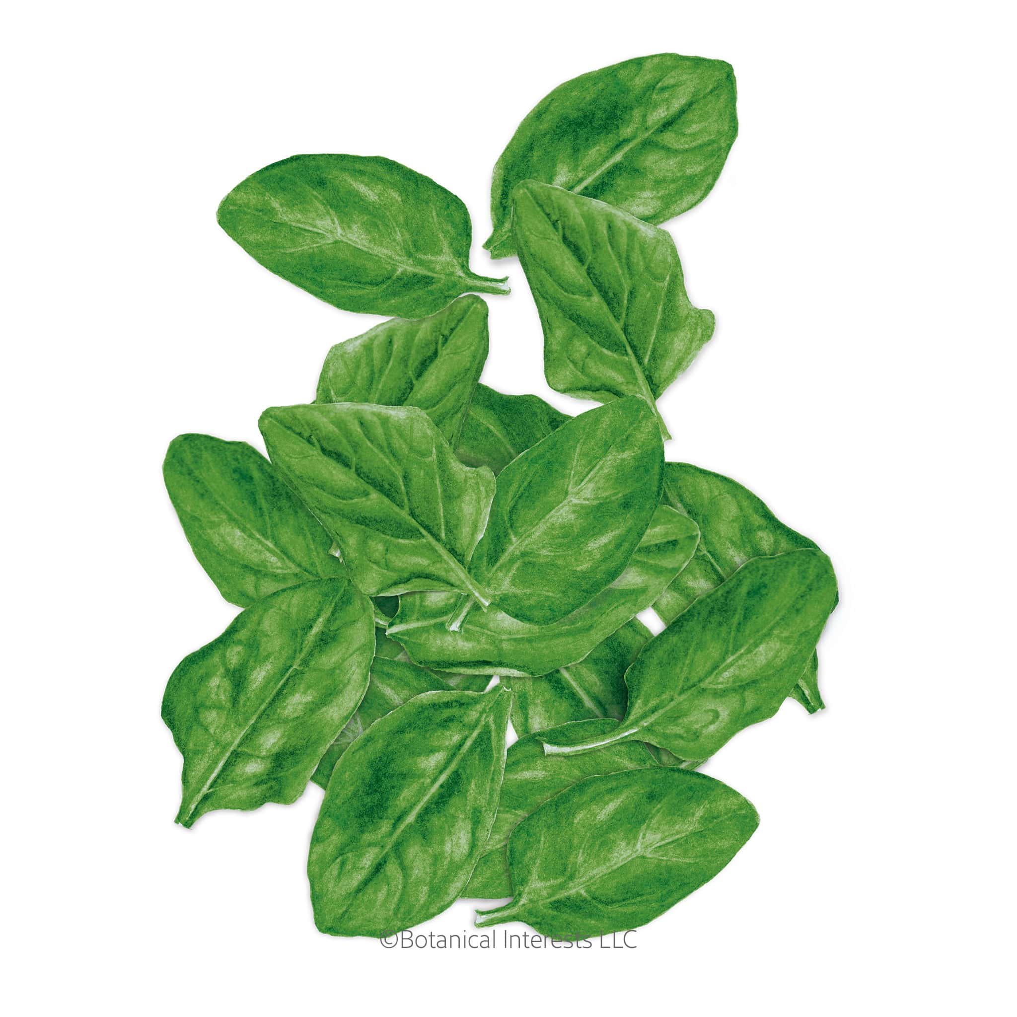 Spinach Space seed packet photo