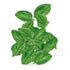 Spinach Space seed packet photo