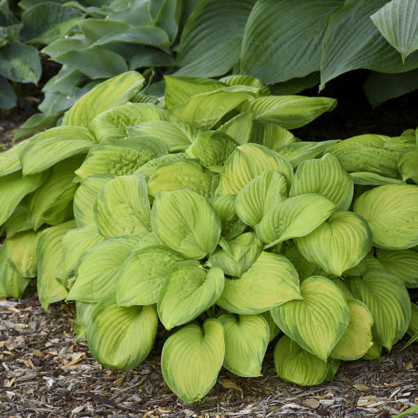 Hosta Stained Glass 1 gal plant photo