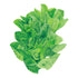 Lettuce Vivian seed packet photo