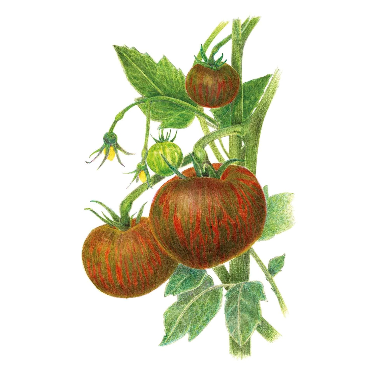 Tomato Beefy Purple Seed Packet seed packet photo
