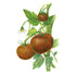 Tomato Beefy Purple Seed Packet seed packet photo