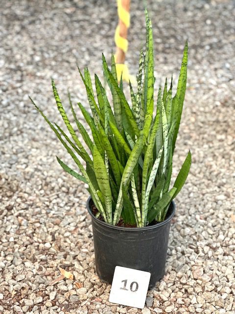 5" Sansevieria Silver Streak plant photo