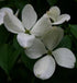 Dogwood &
