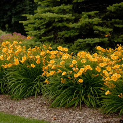 Daylily Stella de Oro 1 gal plant photo