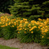 Daylily Stella de Oro 1 gal plant photo