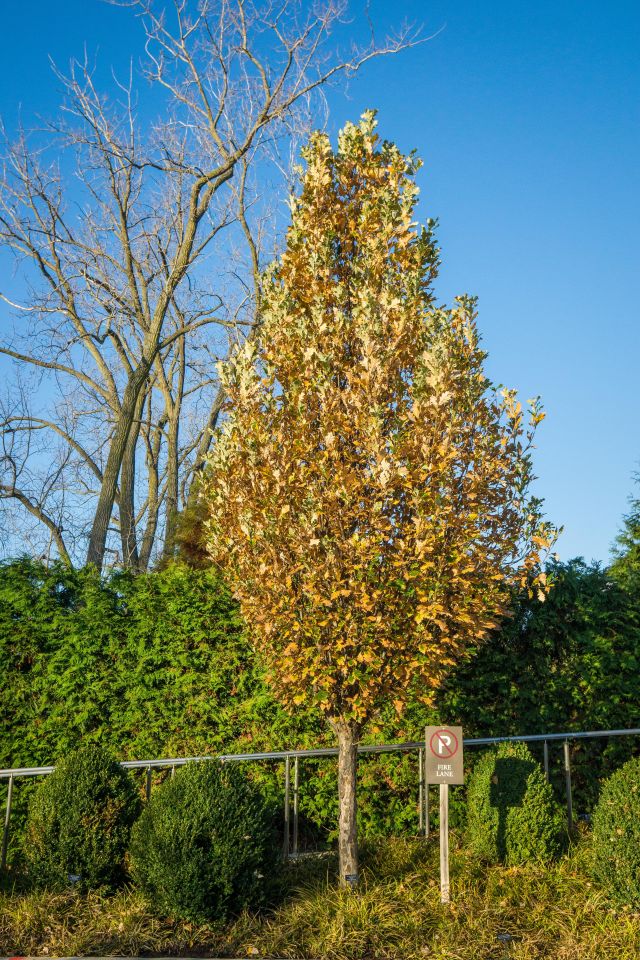 Oak &