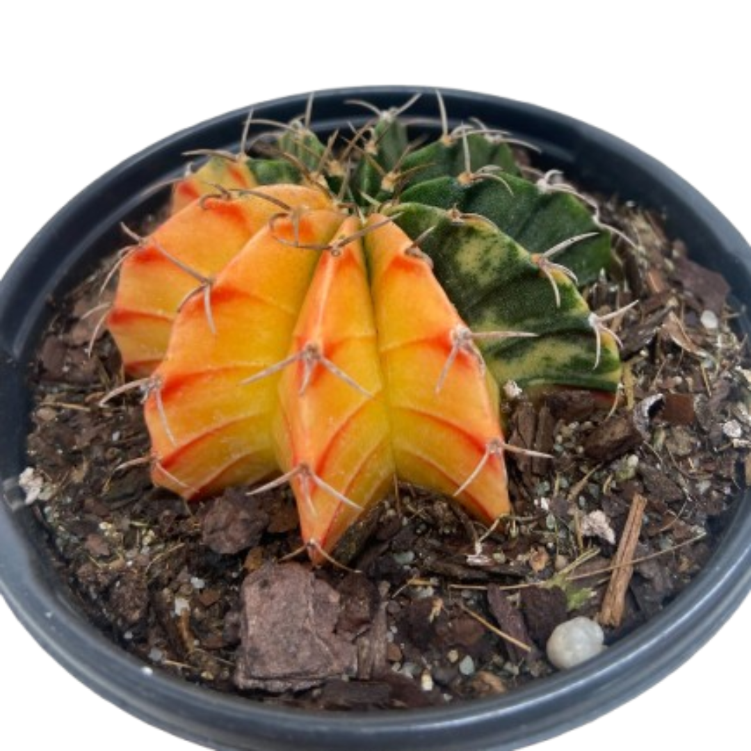 3" Cactus Colorball plant photo