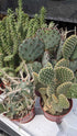 3" cactus opuntia