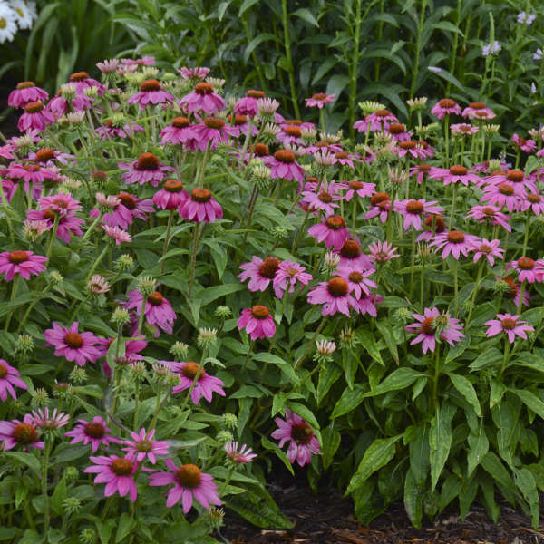 PowWow Wildberry Coneflower 