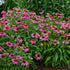 PowWow Wildberry Coneflower 
