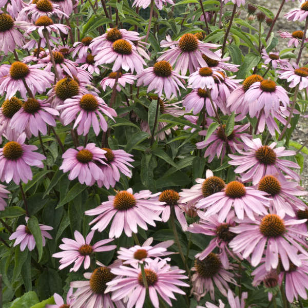 Echinacea Magnus 1 gal plant photo