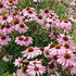 Echinacea Magnus 1 gal plant photo