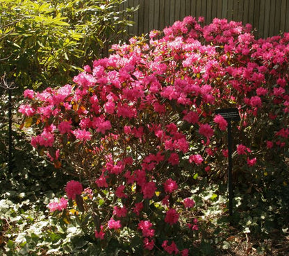 Rhododendron &