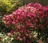 Rhododendron &