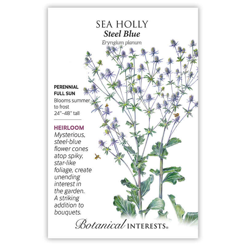 Sea Holly Steel Blue Seed Packet