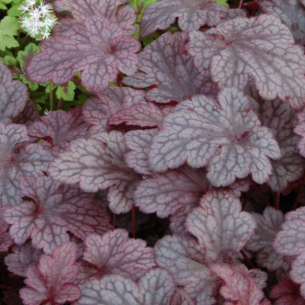 Heuchera Plum Pudding 19cm plant photo