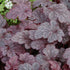 Heuchera Plum Pudding 19cm plant photo