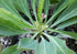 3" Euphorbia Pineapple plant photo