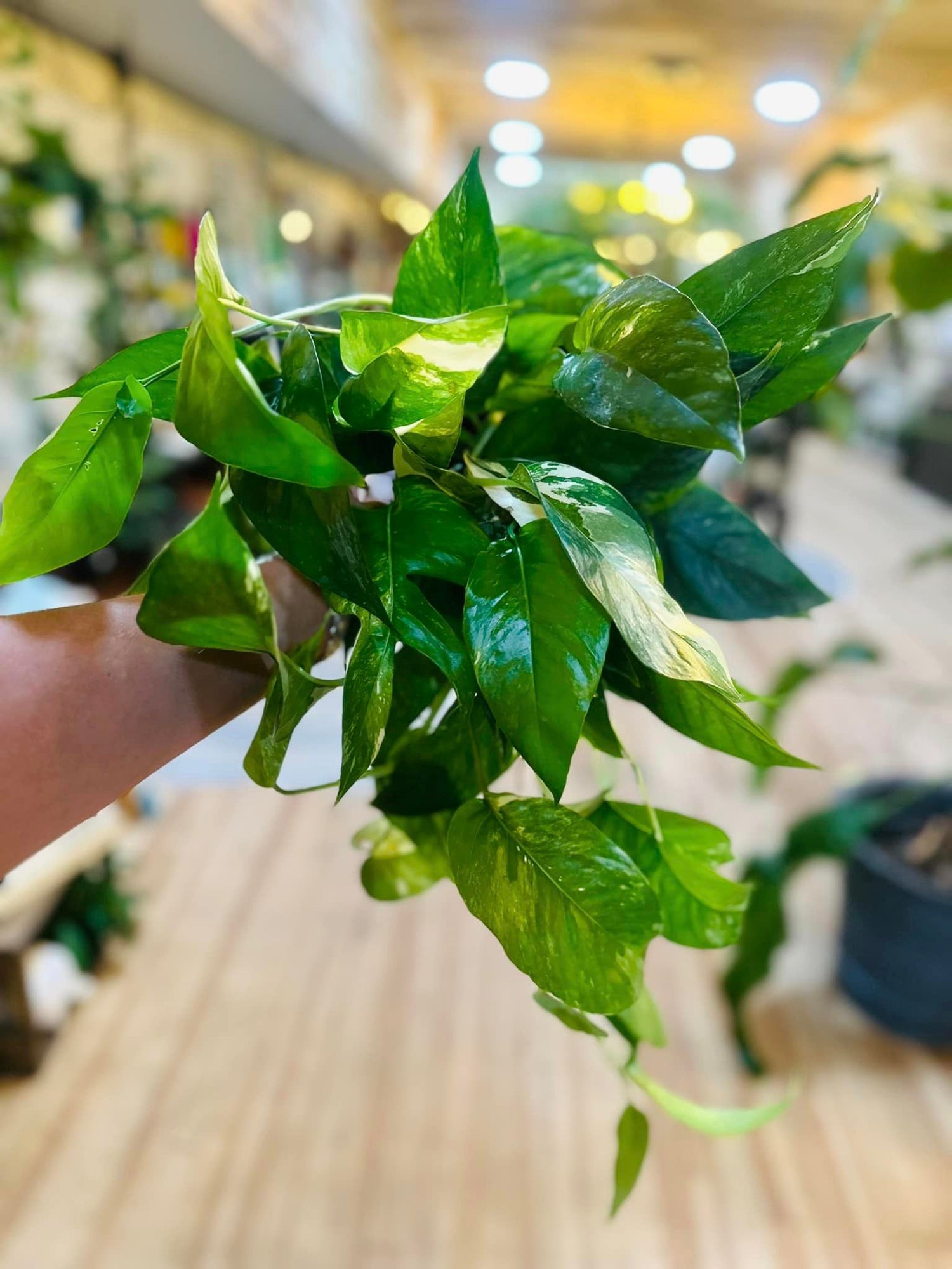 6" Epipremnum Pinnatum Albo plant photo