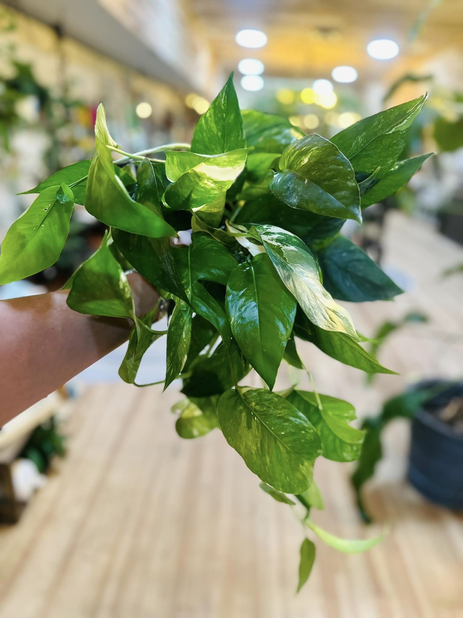 6" Epipremnum Pinnatum Albo plant photo