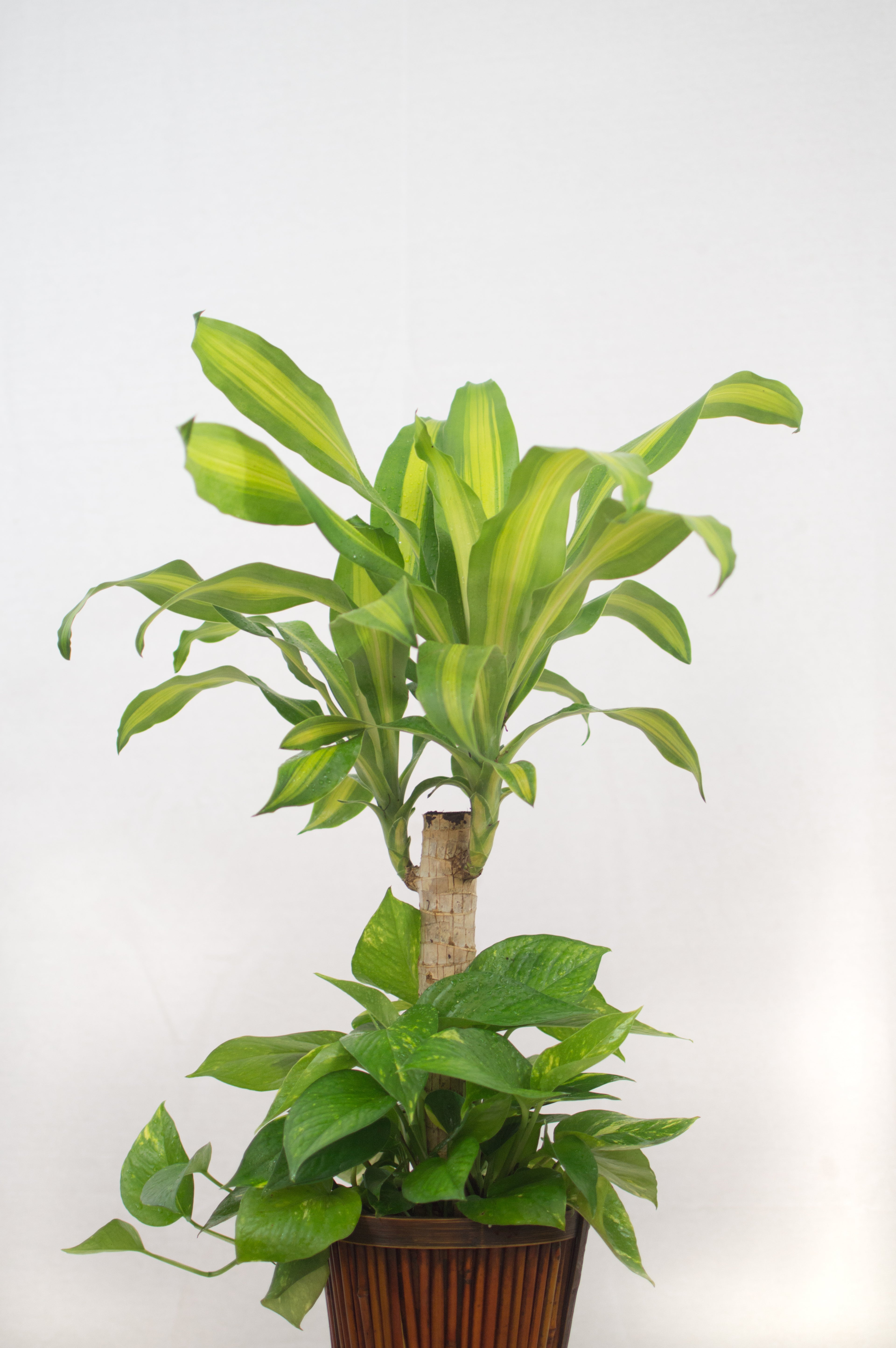10" Foliage Combo plant photo