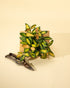4" Hoya DS70 Variegated plant photo